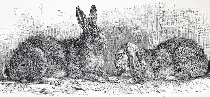 Framed Print : Flemish Giant Rabbit and Ram, Historic