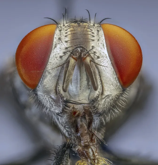 Framed Print : Flesh Fly (Sarcophaga spp.) Framed Print : Flesh Fly (Sarcophaga spp.)