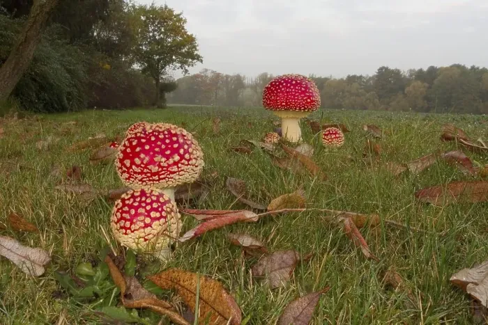 Framed Print : Fliegenpilze auf einer Wiese, Amanita muscaria