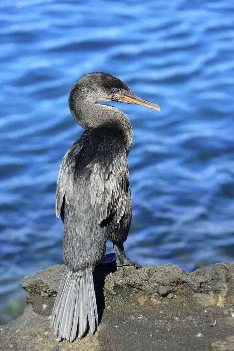 Framed Print : Flightless Cormorant (Phalacrocorax harrisi)