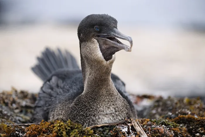 Framed Print : Flightless cormorant (Phalacrocorax harrisi)