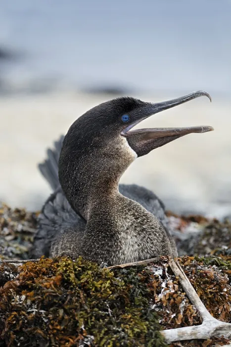 Framed Print : Flightless cormorant (Phalacrocorax harrisi)