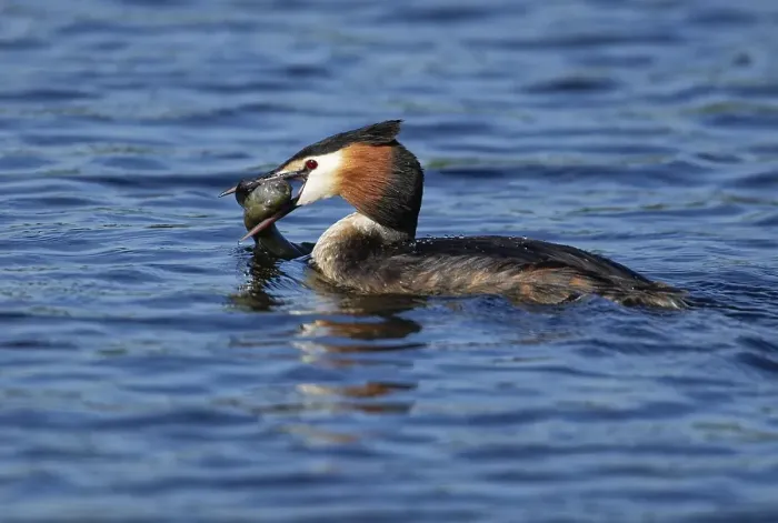 Framed Print : Floating Great crested grebe (Podiceps cristatus) with prey fish