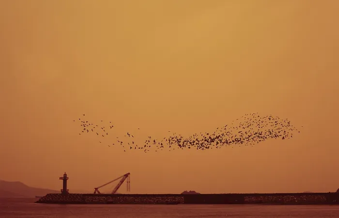 Framed Print : Flock of birds Framed Print : Flock of birds