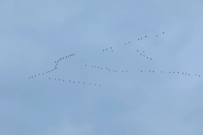 Framed Print : Flock of birds, cranes, Tister Bauernmoor Framed Print : Flock of birds, cranes, Tister Bauernmoor