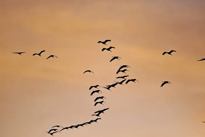Framed Print : Flock of birds flying in the orange-coloured evening sky, cranes, Mueritz, Mueritz National Park, Mecklenburg-Vorpommern, Germany, Europe