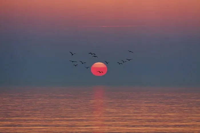 Framed Print : Flock of birds flying in front of setting sun Framed Print : Flock of birds flying in front of setting sun