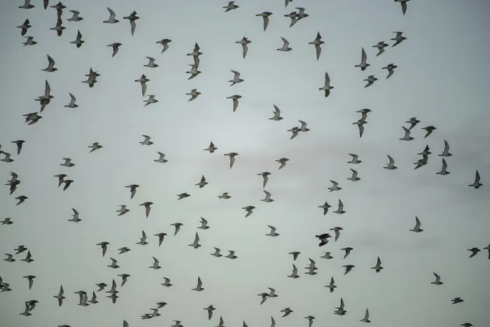 Framed Print : Flock of birds, near Esberg, Denmark, Europe Framed Print : Flock of birds, near Esberg, Denmark, Europe