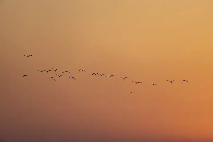 Framed Print : A flock of birds silhouetted against a serene sunset sky-Netrokona