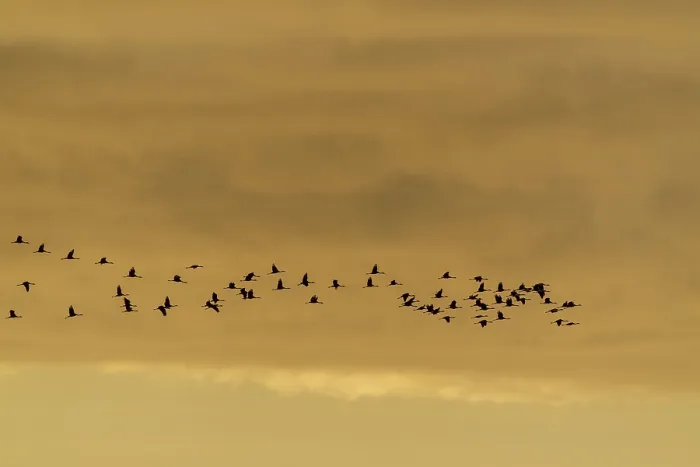 Framed Print : Flock of birds in the sky at dusk Framed Print : Flock of birds in the sky at dusk