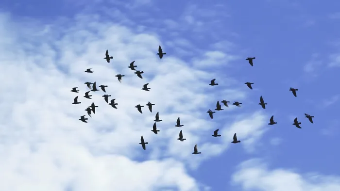 Framed Print : Flock of city pigeons (Columba livia forma domestica)