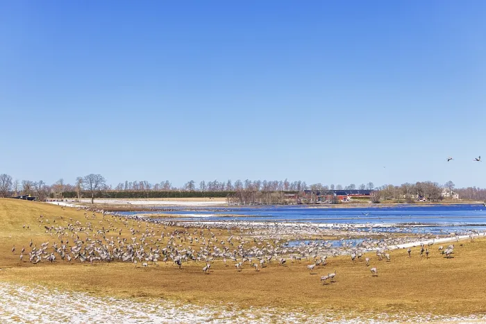 Framed Print : Flock of Cranes (Grus grus) as Migratory birds resting at lake Hornborga in the early spring