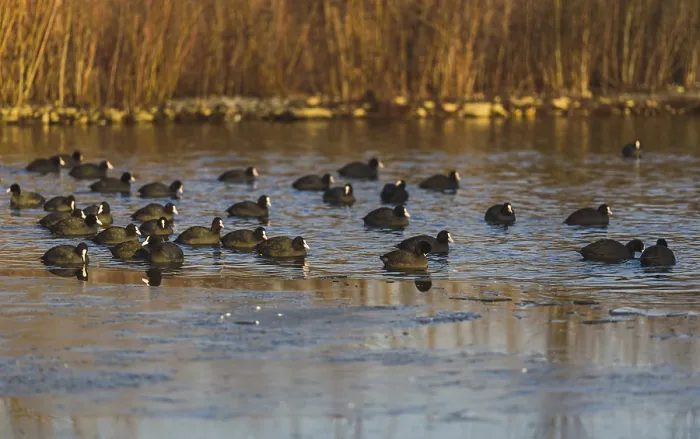 Framed Print : A flock of ducks floating on a serene reflective marsh Framed Print : A flock of ducks floating on a serene reflective marsh