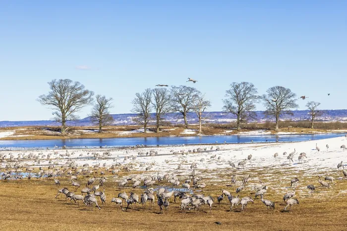 Framed Print : Flock of Eurasian crane (Grus grus)