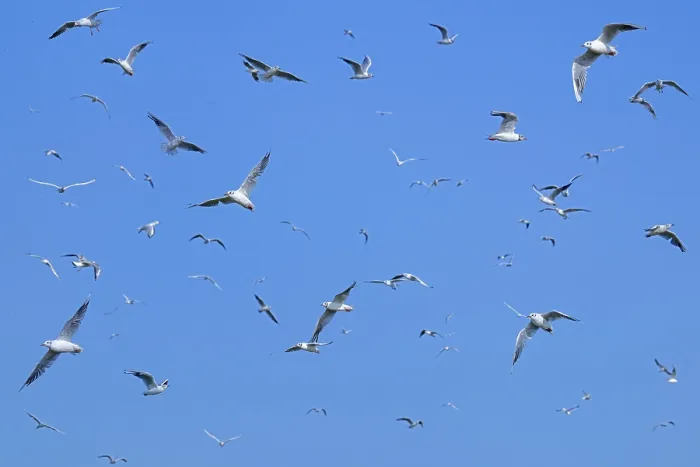 Framed Print : Flock of feasting gulls Framed Print : Flock of feasting gulls