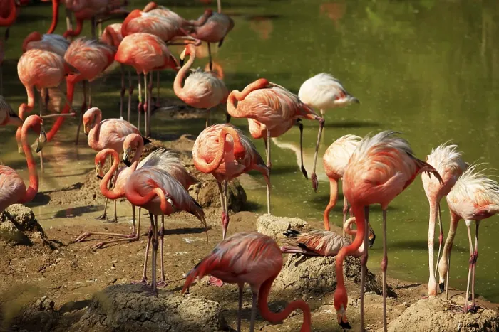 Framed Print : Flock of flamingos in water