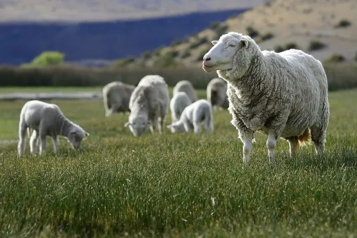 Framed Print : Flock of heep on the pasture, near Perito Moreno