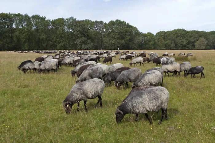 Framed Print : Flock of Heidschnucke moorland sheep near Wilsede Framed Print : Flock of Heidschnucke moorland sheep near Wilsede