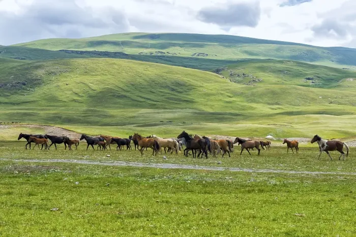Framed Print : Flock of Horses (equus) running in Naryn gorge