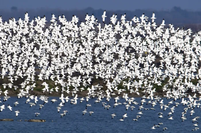 Framed Print : Flock of Pied avocets (Recurvirostra avosetta) Framed Print : Flock of Pied avocets (Recurvirostra avosetta)