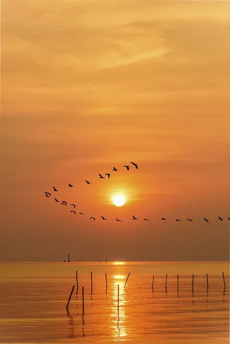 Framed Print : Flock of seagulls bird flying in a line through the bright yellow sun on orange light sky