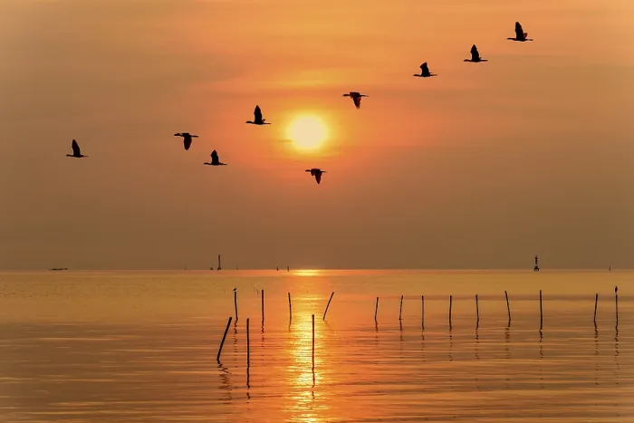 Framed Print : Flock of seagulls bird flying in a line through the bright yellow sun on orange light sky