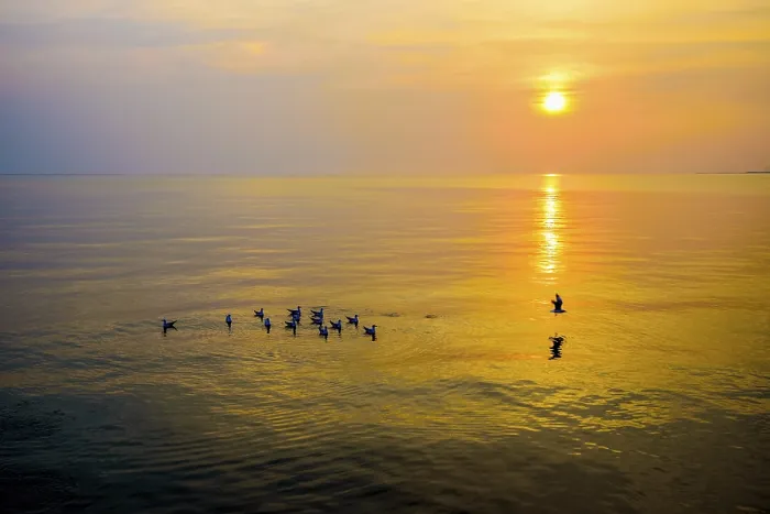 Framed Print : Flock of seagulls birds floating in the sea Framed Print : Flock of seagulls birds floating in the sea