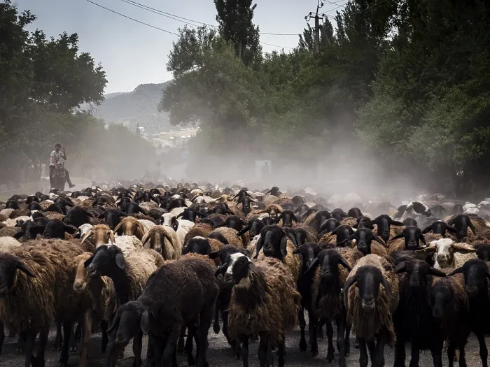 Framed Print : Flock of sheep, Arslanbob, Kyrgyzstan, Asia