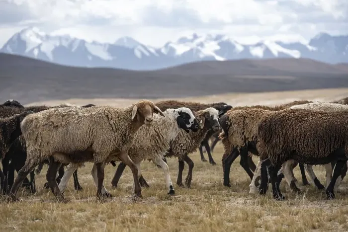 Framed Print : Flock of sheep, brown sheep, Tian Shan