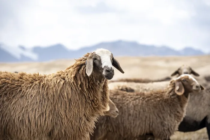 Framed Print : Flock of sheep, brown sheep, Tian Shan Framed Print : Flock of sheep, brown sheep, Tian Shan