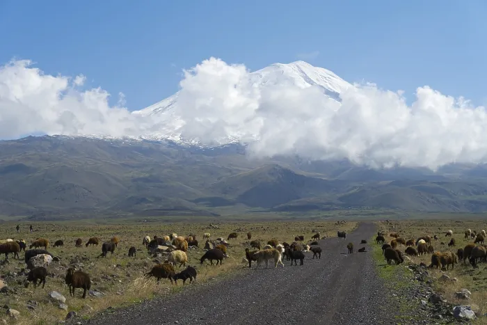 Framed Print : A flock of sheep grazing in front of a cloudy mountain on a plain near Cevirme