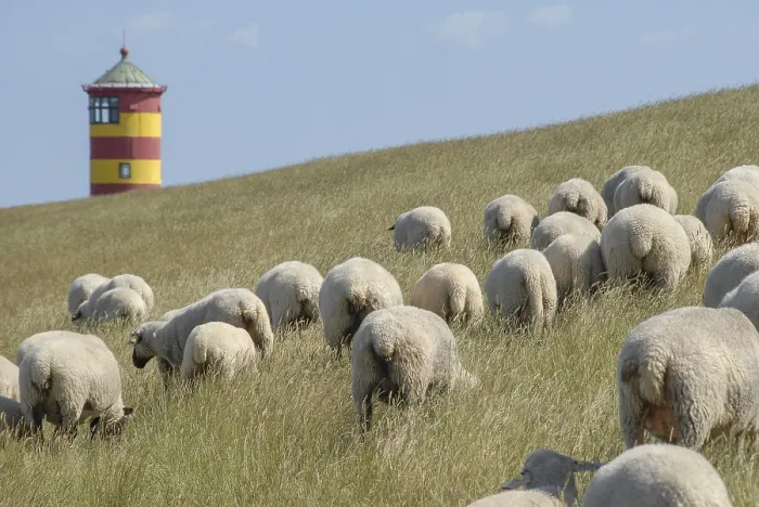 Framed Print : A flock of sheep grazing on a grassy hill with a red and yellow lighthouse in the background