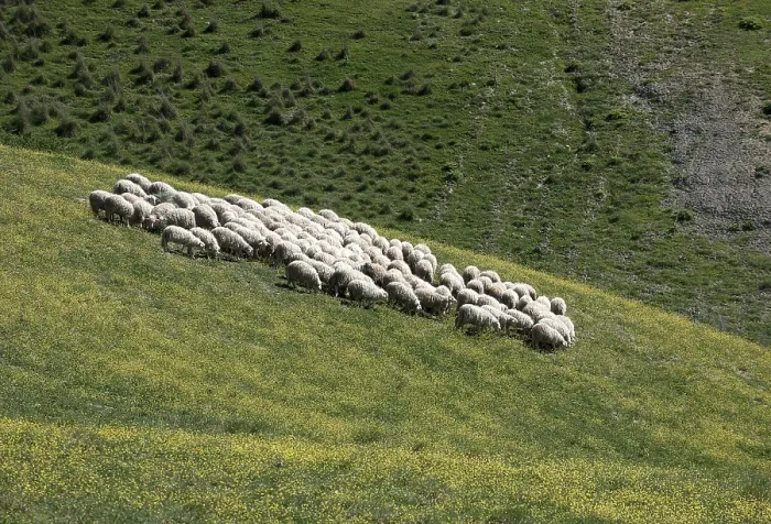 Framed Print : Flock of sheep grazing on hillside in Tuscany