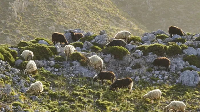 Framed Print : A flock of sheep grazing on a rocky slope