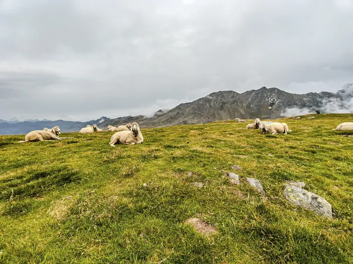 Framed Print : Flock of sheep in the high mountains on Hohe Mut Alm in the Otztal Alps