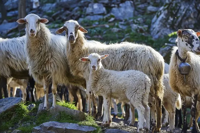 Framed Print : A flock of sheep including a lamb is standing on a rocky ground Framed Print : A flock of sheep including a lamb is standing on a rocky ground