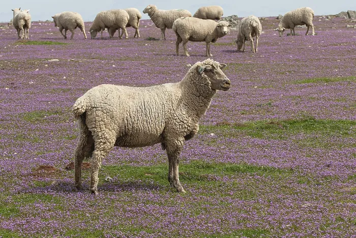 Framed Print : Flock of sheep in Monfrague National Park