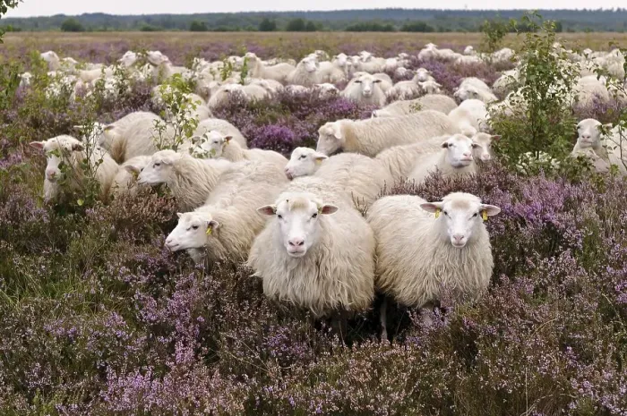 Framed Print : Flock of sheep, moorland snake