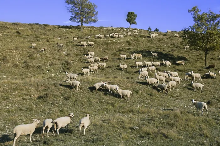 Framed Print : Flock of sheep in mountain side in a sunny day Framed Print : Flock of sheep in mountain side in a sunny day