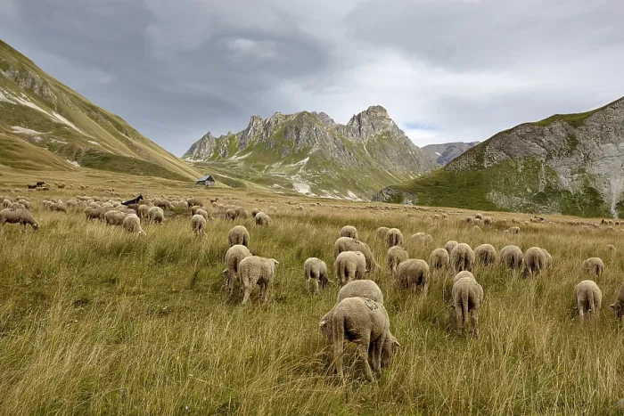 Framed Print : Flock of sheep near Valloire, Rhone-Alpes