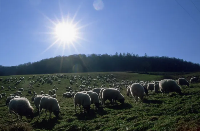 Framed Print : Flock of sheep on pasture, Hesse