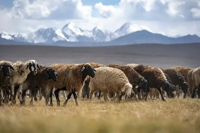 Framed Print : Flock of sheep on a plateau, Ak Shyrak Mountains