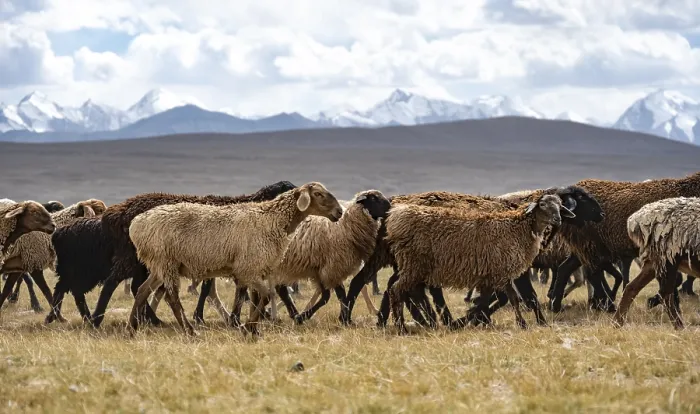 Framed Print : Flock of sheep on a plateau, Ak Shyrak Mountains