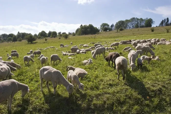 Framed Print : Flock of sheep - Rhoen Franconia - Germany