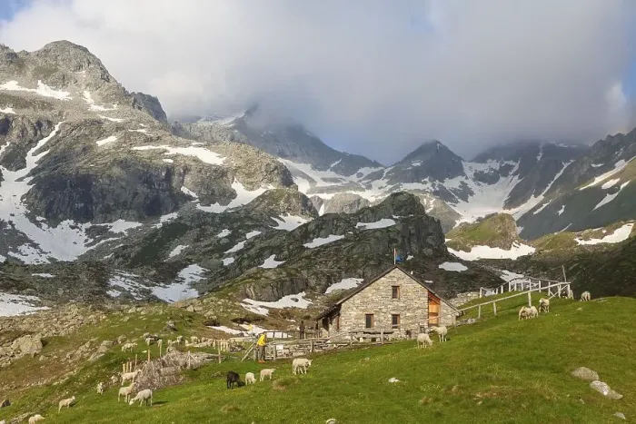 Framed Print : Flock of sheep at the Rifugio Pian delle Creste mountain hut