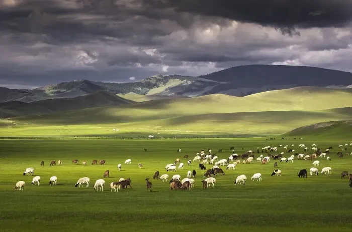 Framed Print : Flock of sheep Sheep grazing on the green pastures in front of the mountains