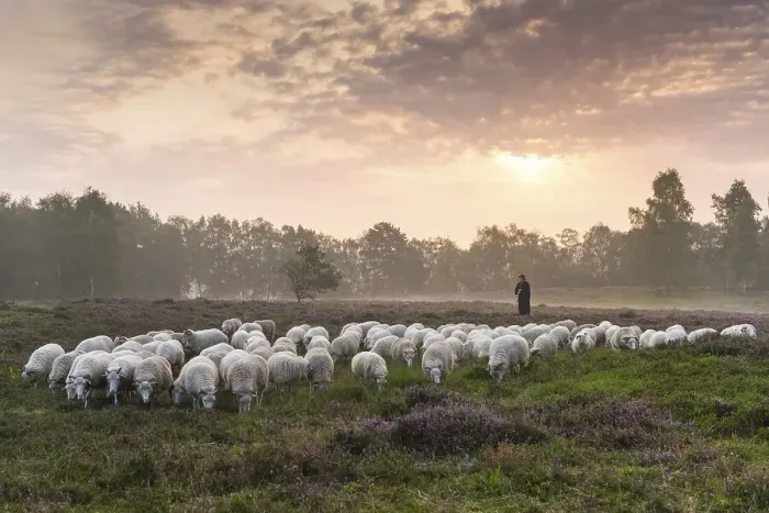 Framed Print : Flock of sheep with shepherd at sunrise in the heath at the Thuelsfeld dam Framed Print : Flock of sheep with shepherd at sunrise in the heath at the Thuelsfeld dam