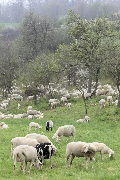 Framed Print : Flock of sheep on the Swabian Alb near Langenau
