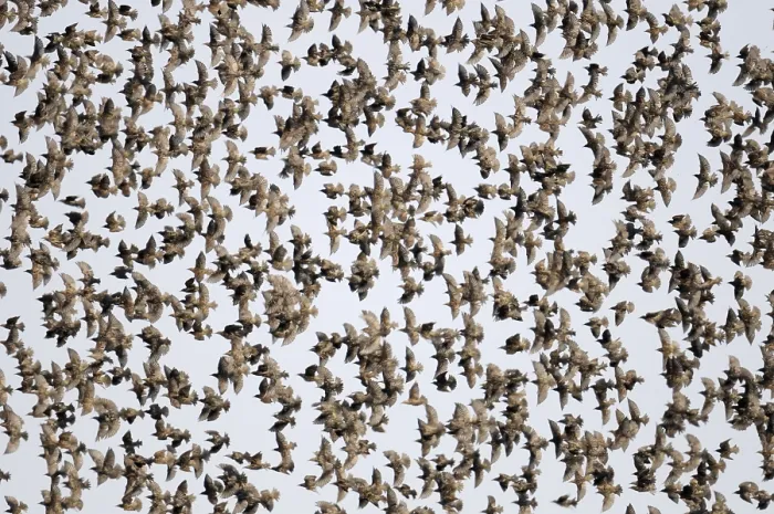 Framed Print : Flock of Starling (Sturnus vulgaris)