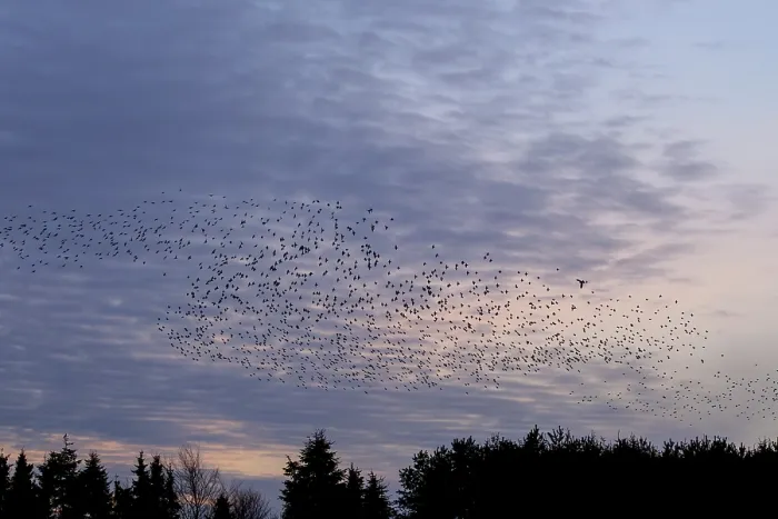 Framed Print : Flock of starlings (Sturnus vulgaris) directly above the roost Framed Print : Flock of starlings (Sturnus vulgaris) directly above the roost